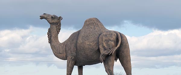 sara-the-camel-600x250.jpg Spruce Woods Inn - exterior of a motel shown from the front parking lot.